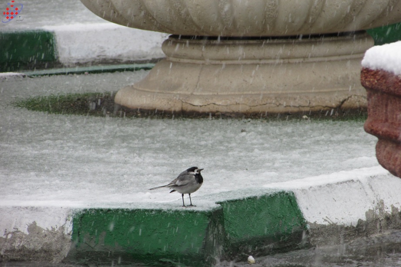 Tofigh Vahidi Azar- White Wagtail -توفیق وحیدی آذر -قویروق آتان بولبول